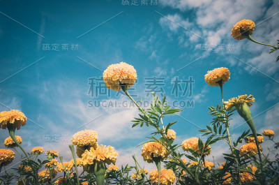 万寿菊或万寿菊开花年份