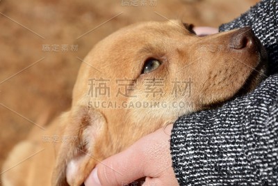小狗