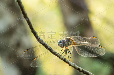 身处险境