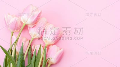 三八妇女节快乐。粉红色背景上的粉红色郁金香。