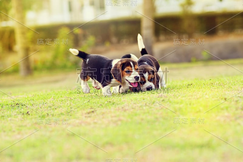 快乐的小猎犬