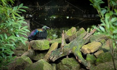 鸟在其自然环境的森林树木和植物