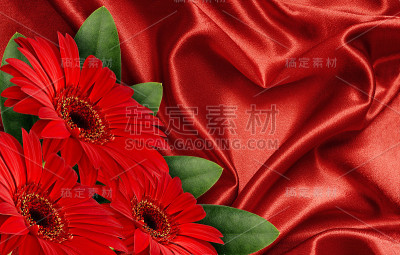 红缎心和非洲菊花