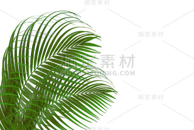 绿叶做背景和墙纸