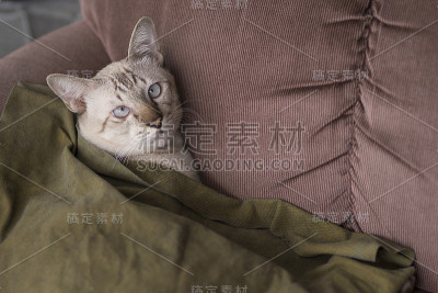 沙发上的猫