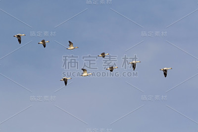 鸟雪雁在加利福尼亚沙漠上迁徙