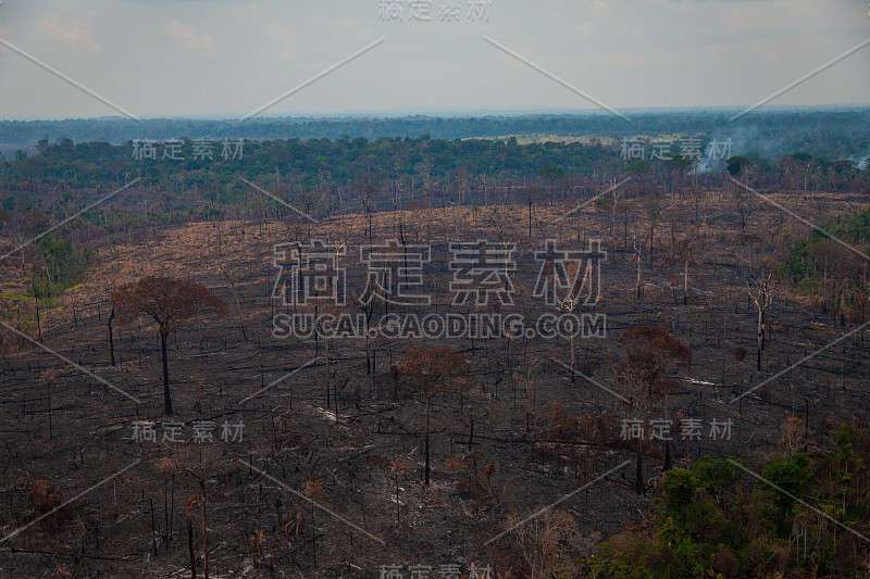 贾曼西姆国家森林内最近被烧毁和砍伐的地区。亚马逊雨林- Pará /巴西