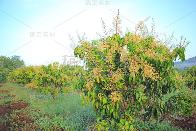 田野里的芒果树上开着一束束芒果树花。