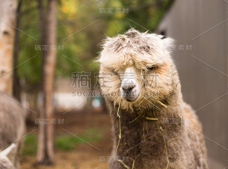 孤独的骆驼眼睛覆盖着头发和稻草色的金发