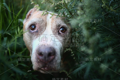 美国斯塔福德郡梗坐在被植物包围的地上