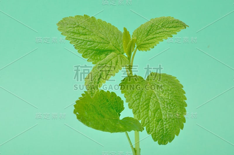 柠檬香油(Melissa officinalis)