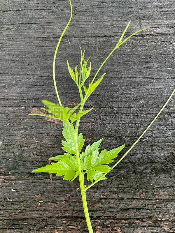 带有木质纹理的浅绿色植物