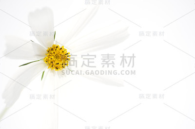 白色的宇宙