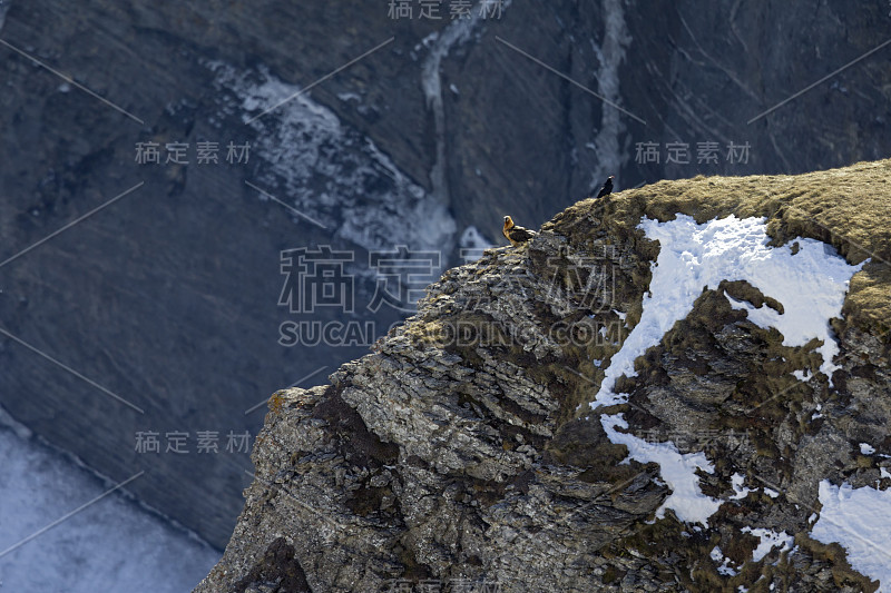 一只成年秃鹰栖息在瑞士阿尔卑斯山的一块岩石上。