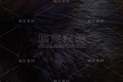 头发的猫