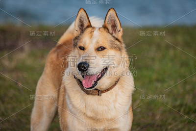 一只猎狗的肖像