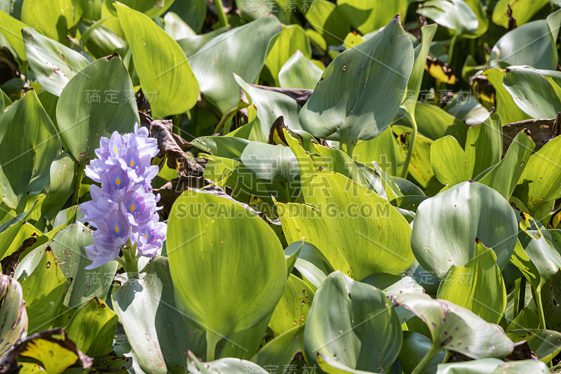 选择聚焦在绿色背景的紫色水葫芦花。(Eichhornia凤眼莲)