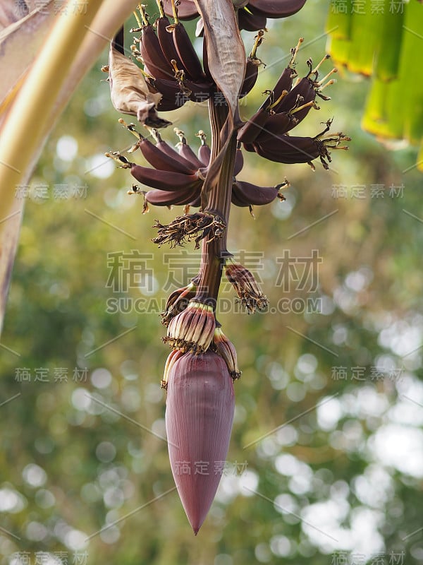 红色香蕉有暗红色的外壳学名Musa acuminata，香蕉开花结果花果实在花园里的树在自然背景模糊