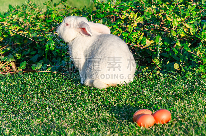 复活节小白兔拿着复活节彩蛋坐在春天的草地上