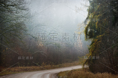 在晨雾中，一条穿过老树的空土路。背景是森林。国家风景。拉脱维亚