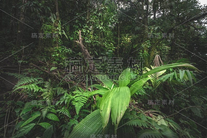 哥斯达黎加塞罗查托的热带雨林