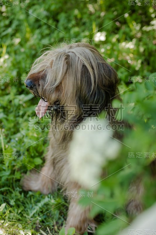 一只红色的牧羊犬，荆棘正在春天的草地上玩耍。