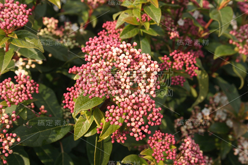 日本小鱼花或日本小鱼花开花