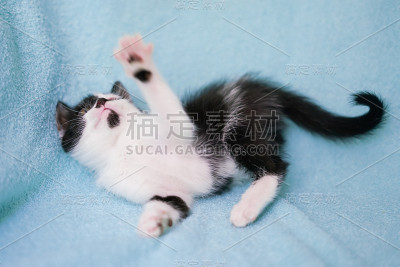 有趣的小猫在蓝色的背景上玩耍