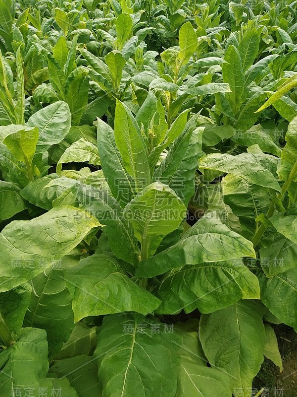 幼绿烟叶种植在烟草田间背景下。