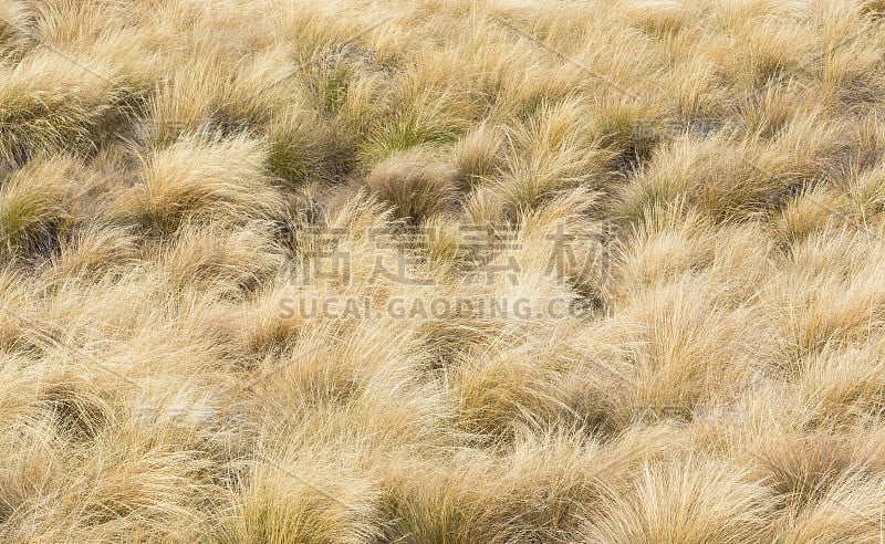 林德斯山口Tussock的自然背景