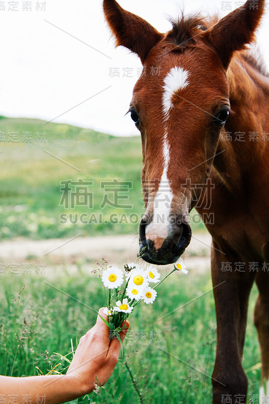 小海湾马驹嗅着女性手中的一束雏菊