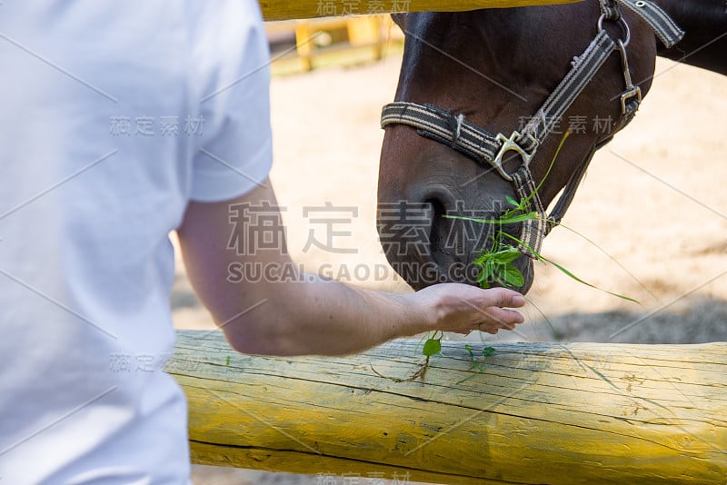 马从手中吃绿草。