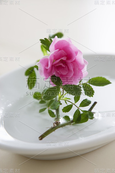 玫瑰花朵