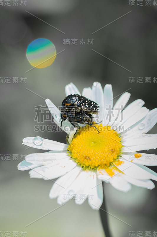 在白色雏菊花上交配的普通斑点果金龟子