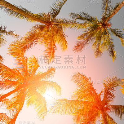 阳光下的棕榈树