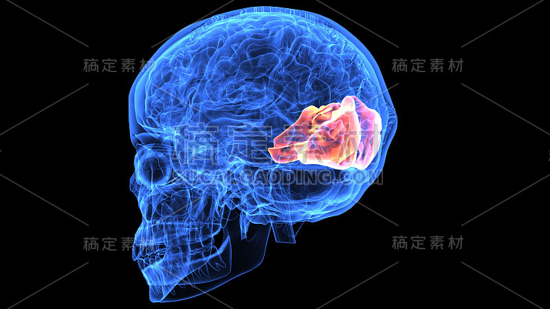 人体大脑解剖部分的3d插图