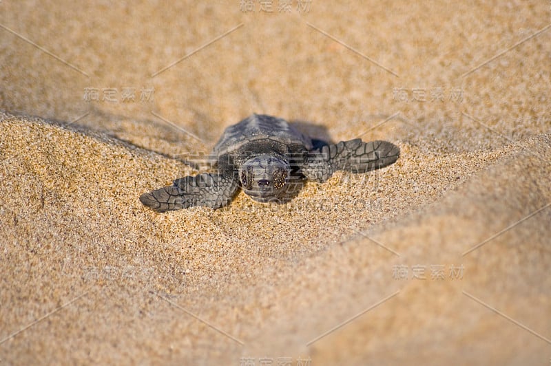 小海龟(C. caretta)