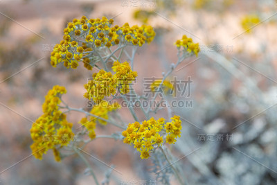 花黄色的洋甘菊与蓝色的背景