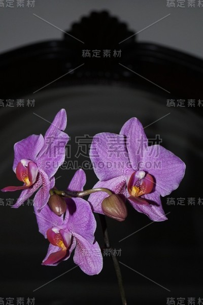 粉色兰花