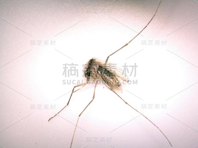 蚊子