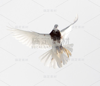 鸽子在天空中飞翔