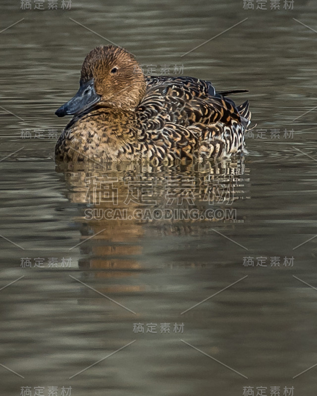 弗吉尼亚州亨特利草地公园的Gadwall Duck