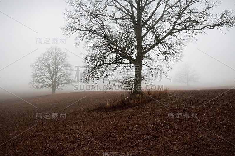 清晨大雾中一片空旷的农田。无叶老橡树特写。国家风景。波兰