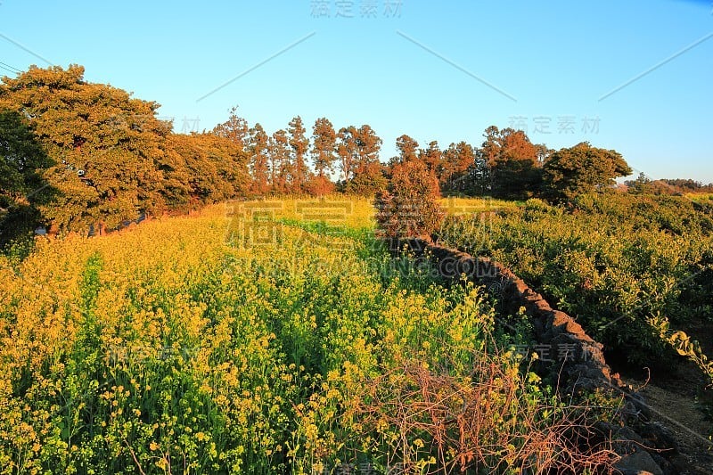 樱花、牧场、田野、樱花树、李子、油菜花、村庄、