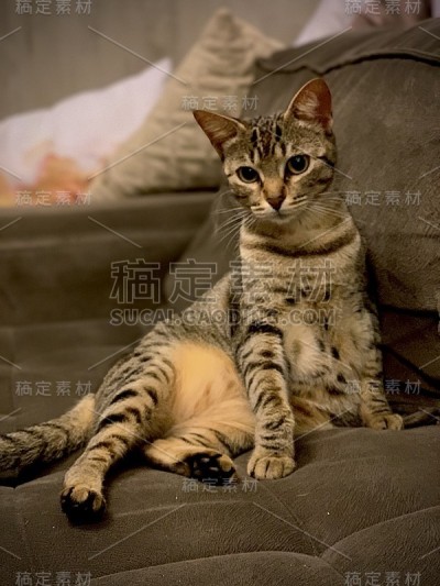 色彩斑斓的猫