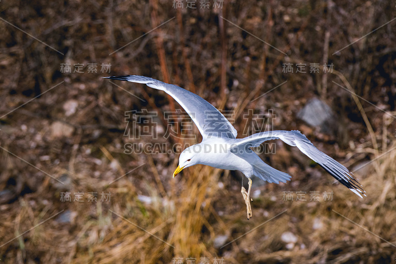 Larus cachinnans。鸟类的种类鉴定不准确