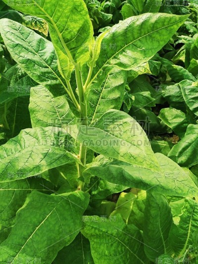尼泊尔田间天然生长的年轻烟草植株绿叶。