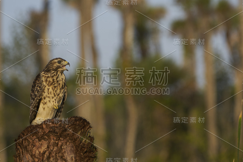 红肩鹰在佛罗里达中部的奥兰多湿地公园捕猎