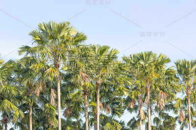 棕榈树景观