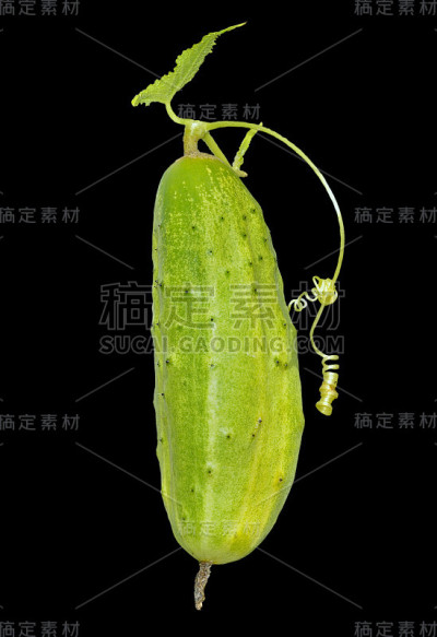 黄瓜